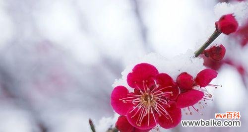 梅花象征意义是什么？梅花的花语和文化含义有哪些？