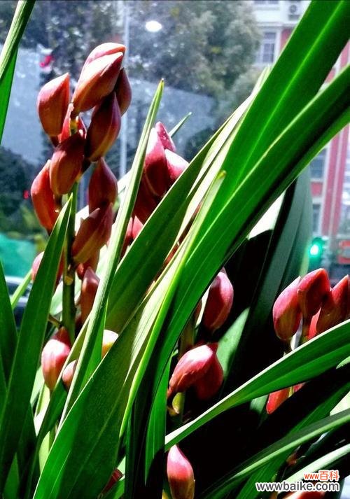 梅兰竹菊的象征意义分别是什么?如何在家居装饰中体现?