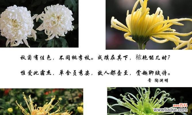 梅兰竹菊的象征意义分别是什么?如何在家居装饰中体现?