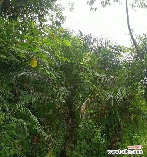 美丽针葵的寓意是什么？它在园艺中有哪些特别含义？