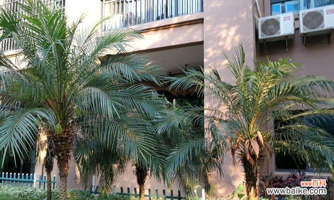 美丽针葵的寓意是什么？它在园艺中有哪些特别含义？