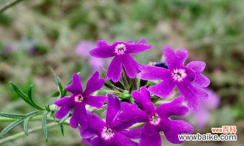 美女樱的花语是什么？美女樱的寓意有哪些？