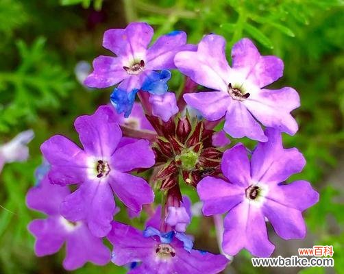 美女樱的花语是什么？美女樱的寓意有哪些？