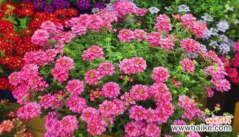 美女樱的花语是什么？美女樱的寓意有哪些？