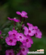 美女樱的花语是什么？了解樱花的象征意义和文化背景？