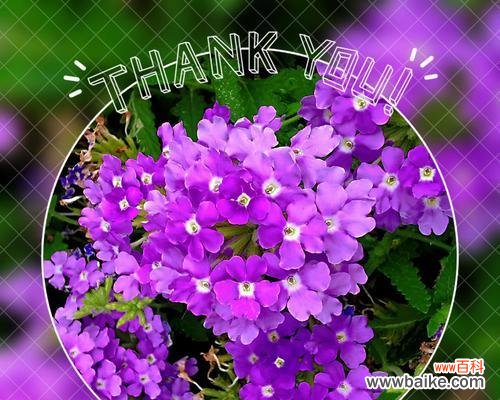 美女樱的花语是什么?了解樱花的象征意义和文化背景?