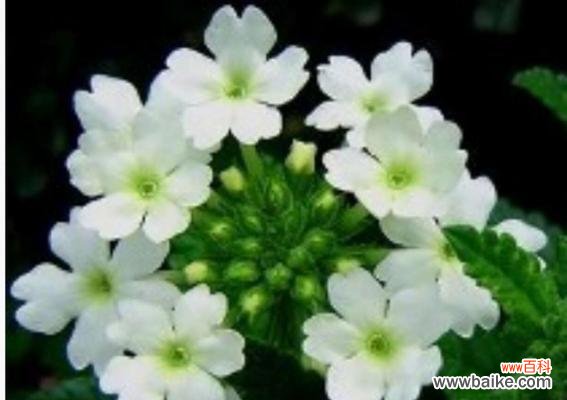 美女樱的花语是什么?了解樱花的象征意义和文化背景?