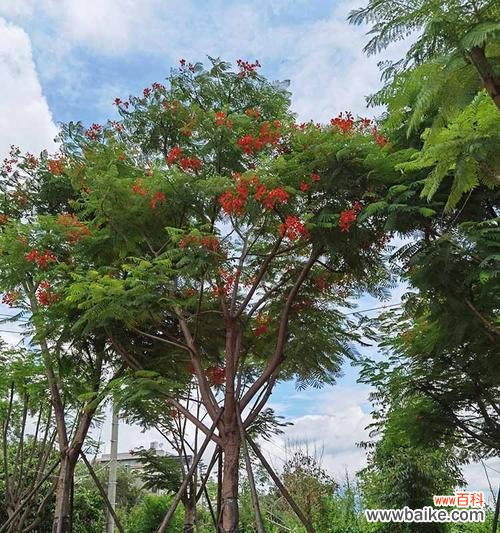 米径是什么意思？测量方法和应用场景有哪些？