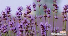 紫色的梦幻世界 薰衣草的寓意和象征