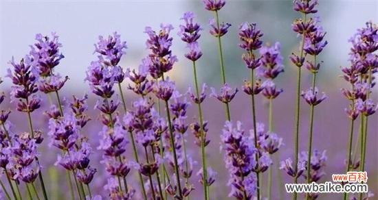 紫色的梦幻世界 薰衣草的寓意和象征