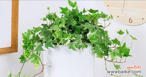 如何种植健康美丽的常春藤？ 常春藤养殖方法