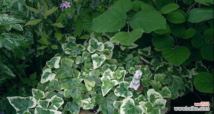 如何种植健康美丽的常春藤？ 常春藤养殖方法