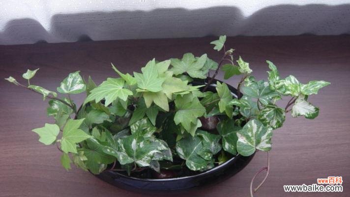 如何种植健康美丽的常春藤？ 常春藤养殖方法