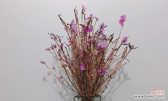 杜鹃开花与生命的关系，探究杜鹃干枝开花的原因和时机 杜鹃干枝开花多久会死？