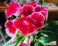 打造美丽花园，轻松养护芙蓉花 芙蓉花养殖方法大全