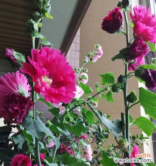 打造美丽花园,轻松养护芙蓉花 芙蓉花养殖方法大全