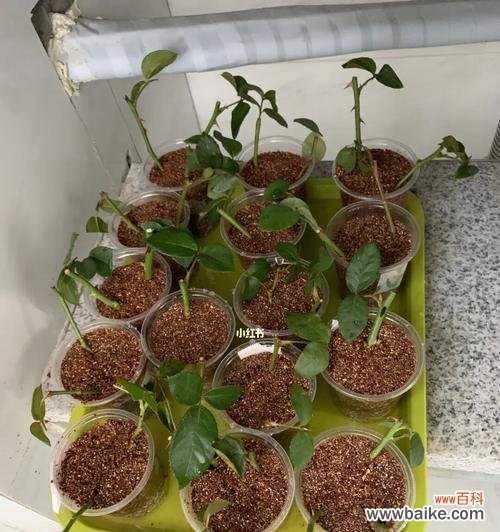 生根需要注意的事项 夏季水泡扦插月季花