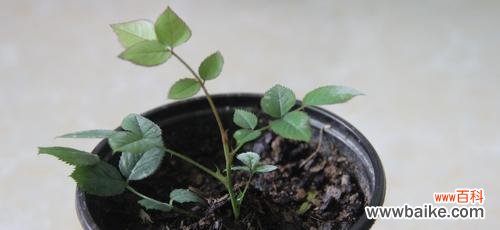 生根需要注意的事项 夏季水泡扦插月季花