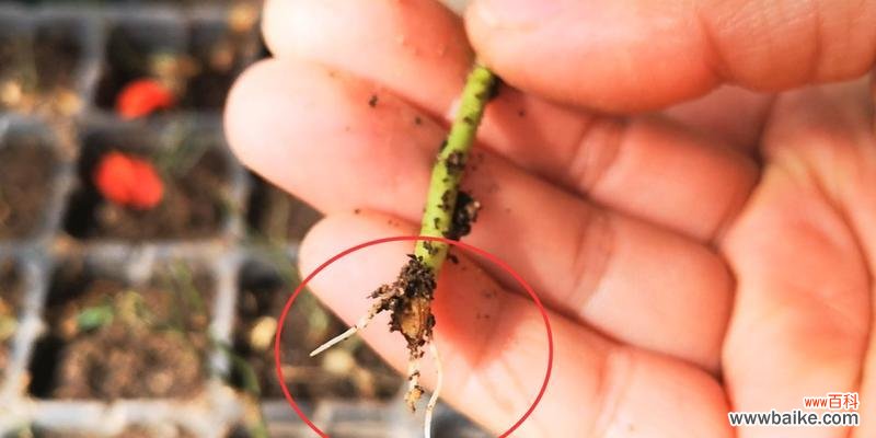 生根需要注意的事项 夏季水泡扦插月季花