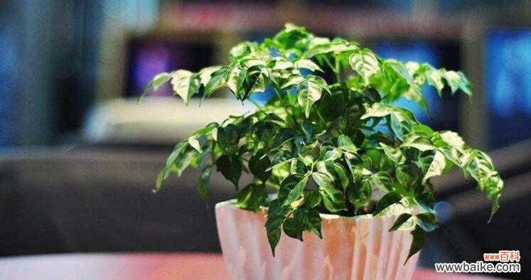 幸福树浇水的注意事项及技巧，让你养出健康茂盛的幸福树 如何浇水才能让幸福树茁壮成长