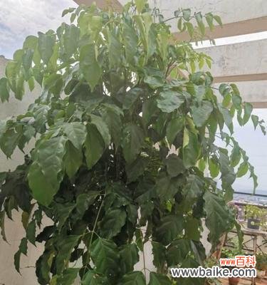 幸福树浇水的注意事项及技巧，让你养出健康茂盛的幸福树 如何浇水才能让幸福树茁壮成长