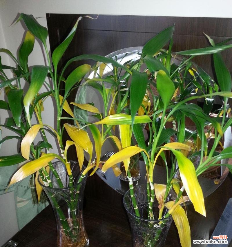 让你的富贵竹长得更茂盛、更美丽 怎样养好富贵竹
