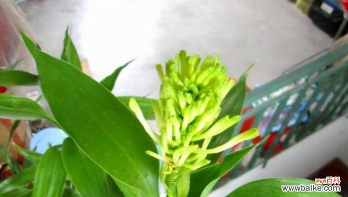 让你的富贵竹长得更茂盛、更美丽 怎样养好富贵竹