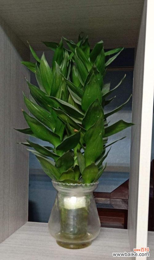 让你的富贵竹长得更茂盛、更美丽 怎样养好富贵竹