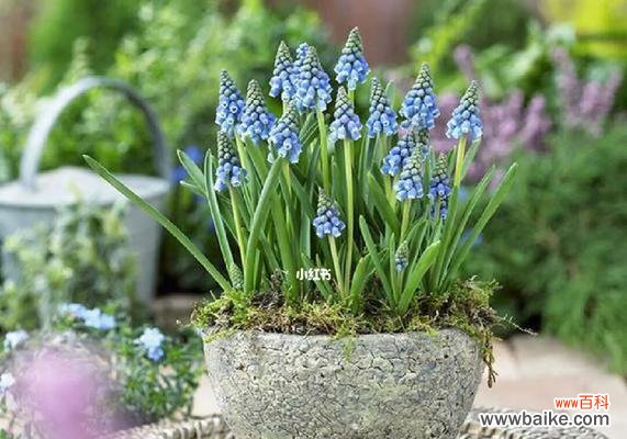 探秘风信子的历史、品种、花语及栽培技巧 风信子——春天的芬芳之美