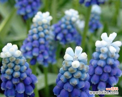 探秘风信子的历史、品种、花语及栽培技巧 风信子——春天的芬芳之美