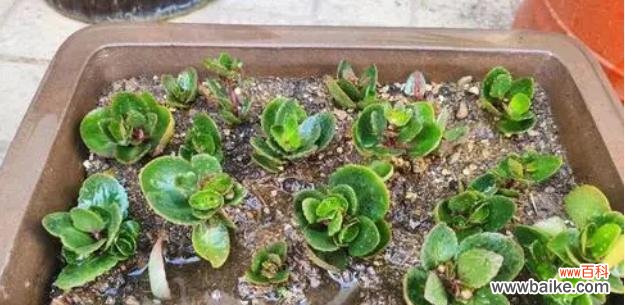 掌握长寿花扦插技巧，让你轻松种出健康美丽的长寿花 长寿花扦插方法详解