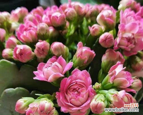 探究长寿花的生长特点及养护技巧 为什么养长寿花这么难？