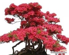 打造精美盆景，做一个高手 映山红盆景的栽培方法
