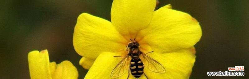 探究迎春花的种子和果实,解密这道自然奥秘 迎春花果实的惊人发现