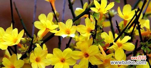 探究迎春花的种子和果实,解密这道自然奥秘 迎春花果实的惊人发现