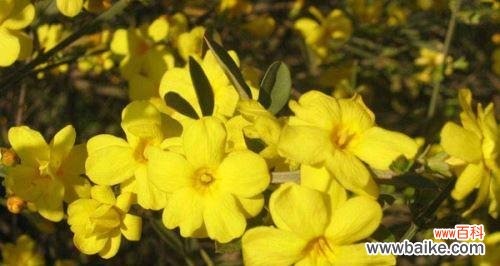 探究迎春花的种子和果实,解密这道自然奥秘 迎春花果实的惊人发现