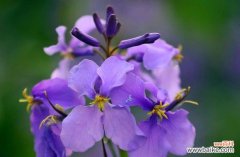 了解二月兰，让春天更美丽 二月兰的种植和养护