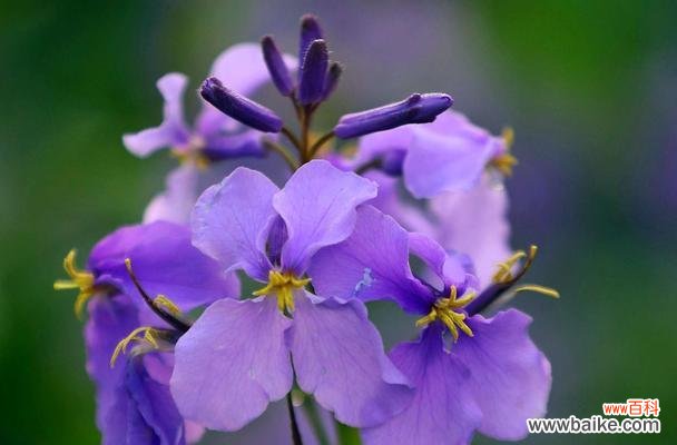 了解二月兰,让春天更美丽 二月兰的种植和养护