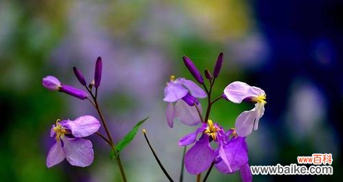 了解二月兰,让春天更美丽 二月兰的种植和养护