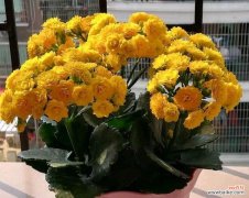 长寿花的养殖方法和注意事项大全 如何养护长寿花？