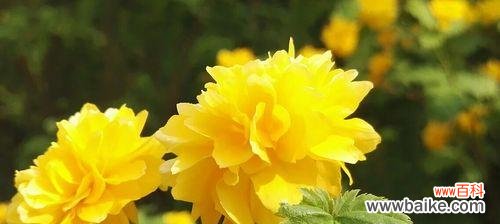 揭开棠棣花的神秘面纱 棠棣花的象征意义