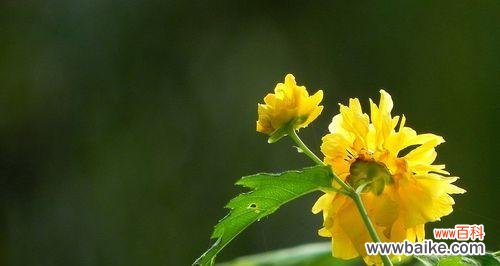 揭开棠棣花的神秘面纱 棠棣花的象征意义