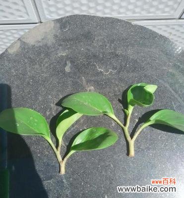 用简单的步骤让豆瓣绿活得更好 豆瓣绿扦插水培方法