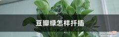用简单的步骤让豆瓣绿活得更好 豆瓣绿扦插水培方法