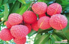 荔枝价格多少钱一斤