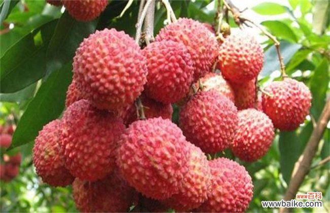 荔枝价格多少钱一斤