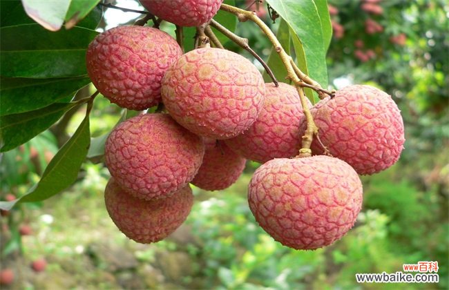 荔枝价格多少钱一斤