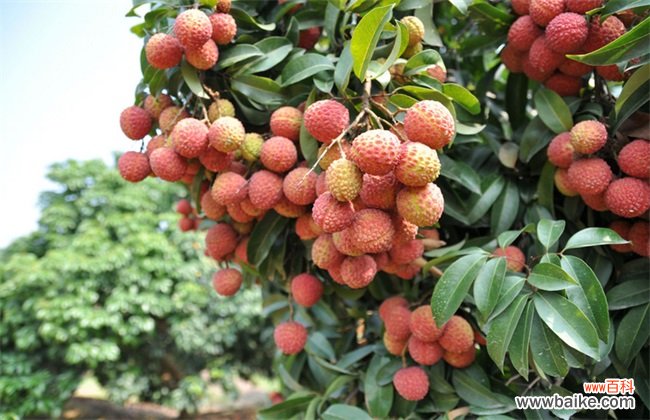 荔枝价格多少钱一斤