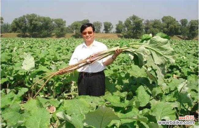 牛蒡是山药吗?牛蒡和山药的区别