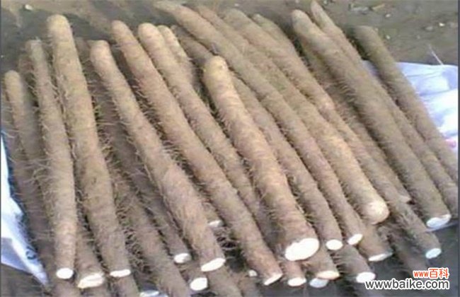 牛蒡是山药吗?牛蒡和山药的区别